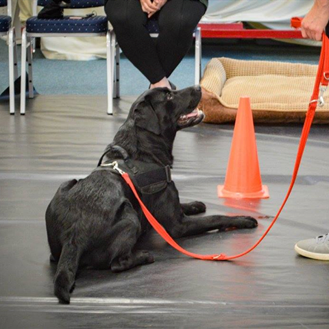 Picture of a labrador dog being trained